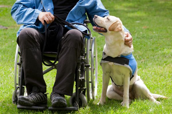 chien d'assistance