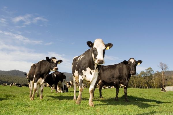 vache