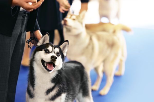 paris animal show 2024