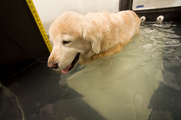 hydrothérapeute chien