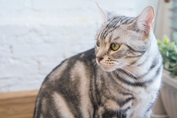 american shorthair