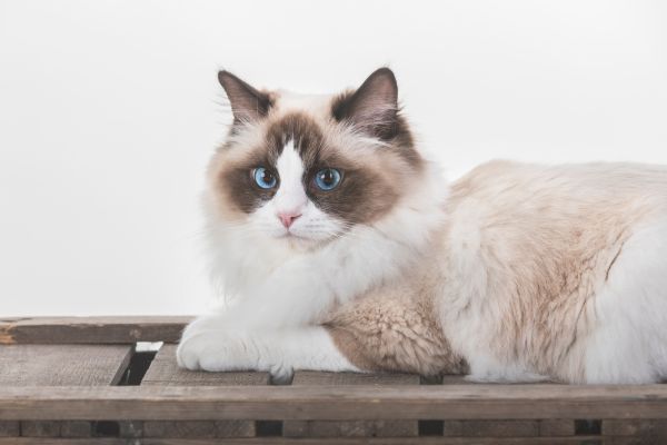 ragdoll