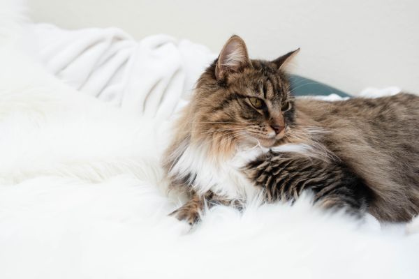 mainecoon