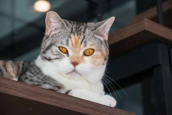 american wirehair