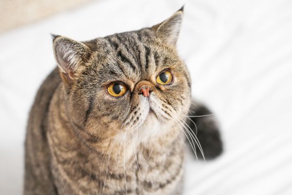exotic shorthair