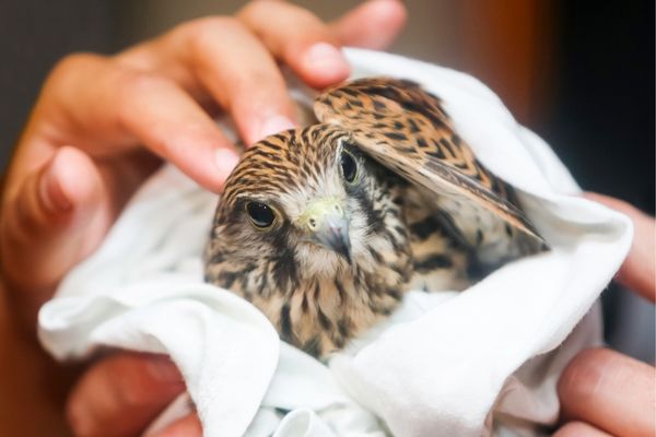 Fauconnier qui entretien avec soin son rapace