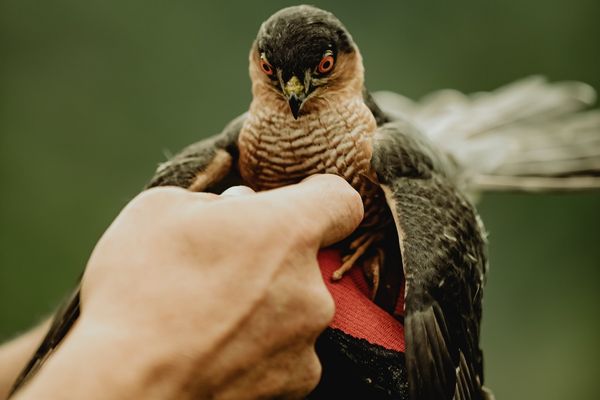 Fauconnier tient un faucon