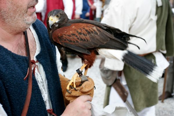 spectacle fauconnier et rapace