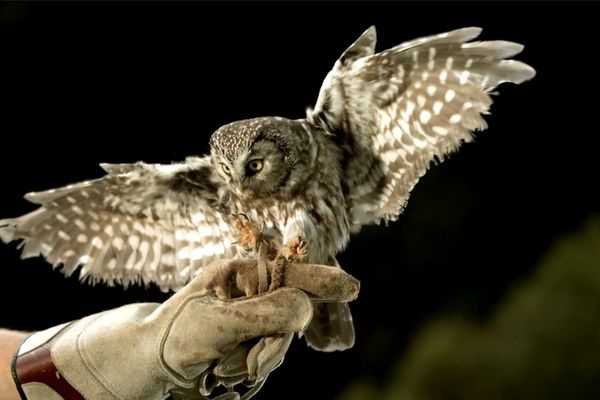 Fauconnier effarouchement