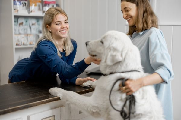 auxiliaire veterinaire
