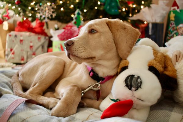 cadeau de noel pour chien