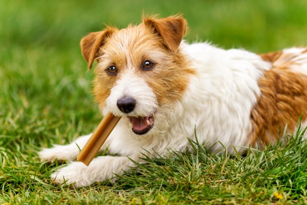 friandise pour chien