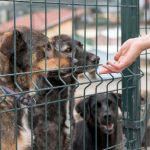 agent animalier en refuge