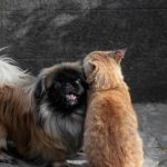 �leveur canin f�lin