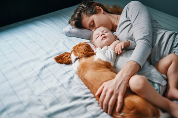 humanisation des animaux