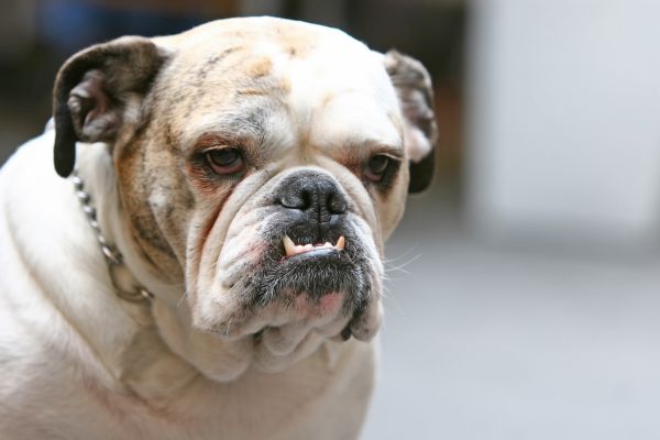 chien laid
