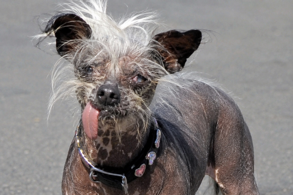 chien moche