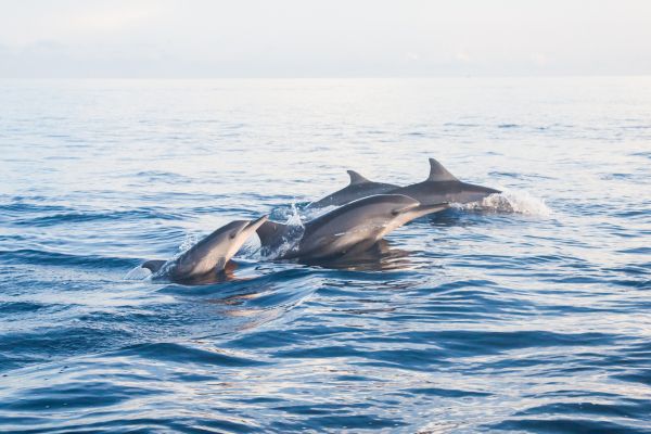m�tiers animaliers marins