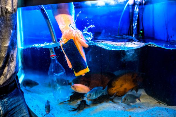 aquariologiste