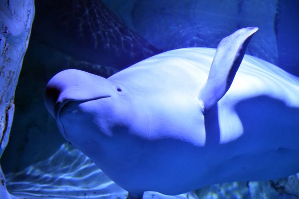 m�tiers avec les animaux marins
