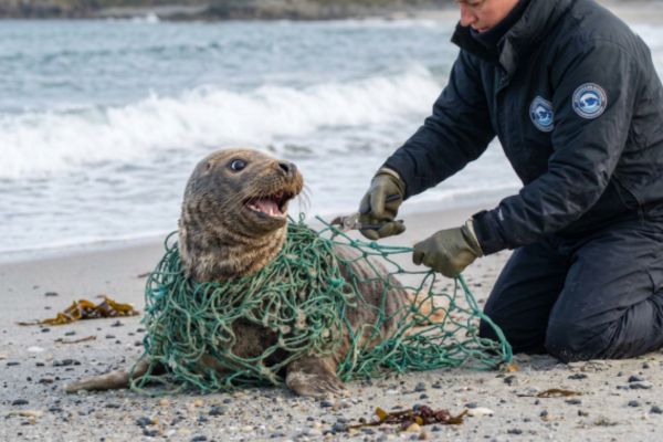 responsable de centre de soins marins