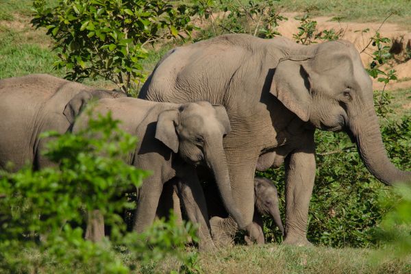 M�tiers avec les animaux sauvages