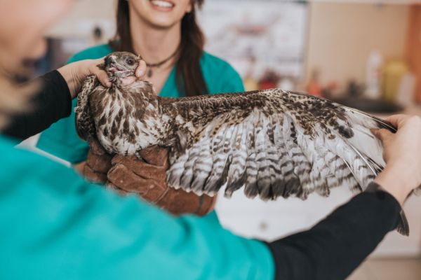 Soigneur animalier en centre de sauvegarde de la faune sauvage