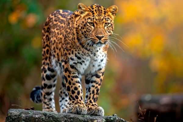 Animaux sauvages