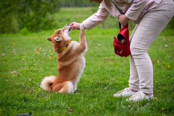 �ducateur canin