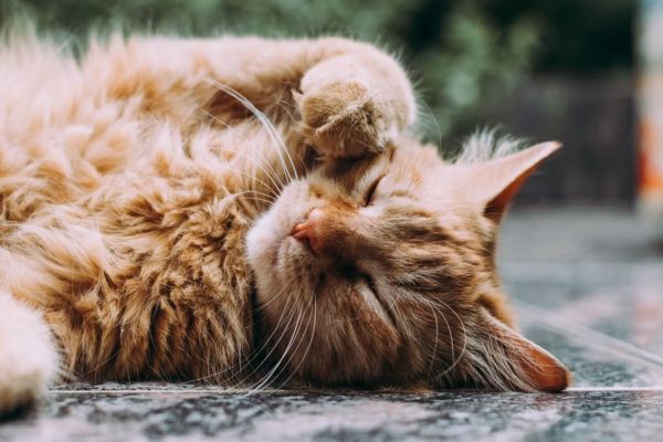 m�tiers animaux domestiques