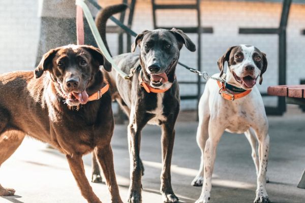 Pet sitter