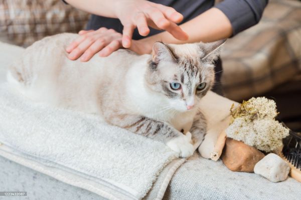 Masseur bien-�tre animal
