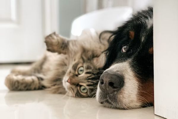 animaux domestiques