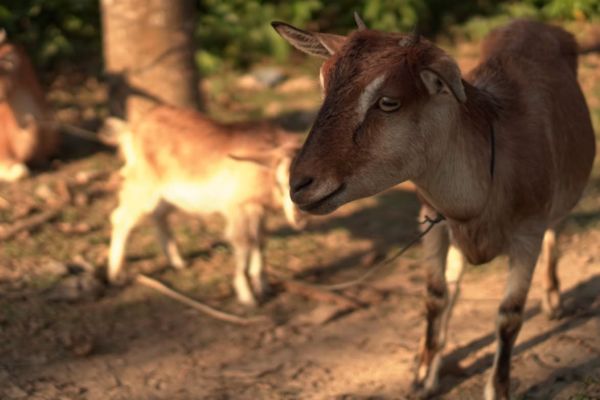 m�tiers avec animaux