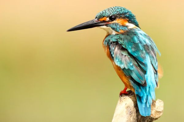 métiers animaliers méconnus