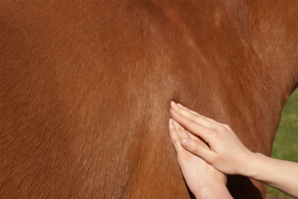 Masseur bien-être animal
