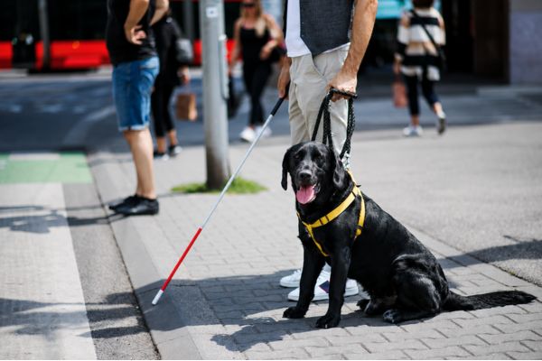 Éducateur de chiens d'assistance