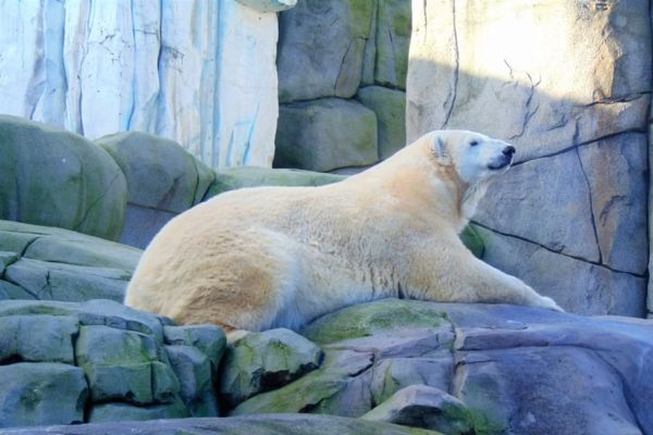 organismes accr�ditant les zoos