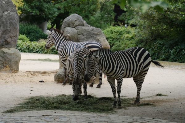 zoos