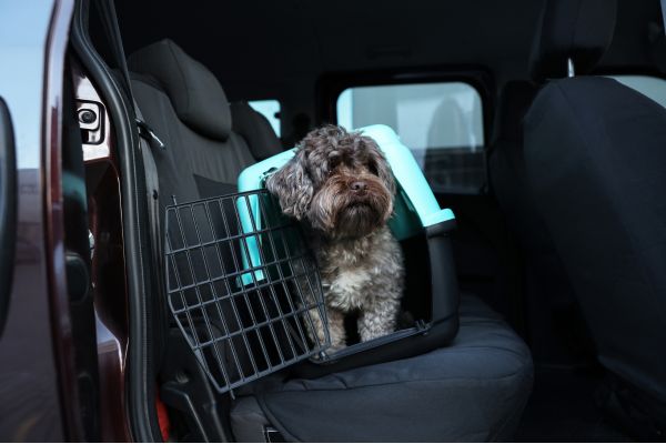 transporteur d'animaux