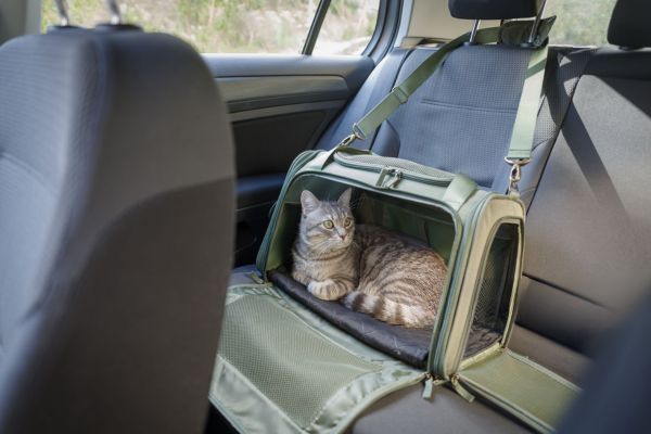 voiture pour animaux