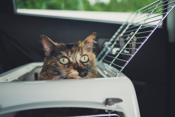 animaux