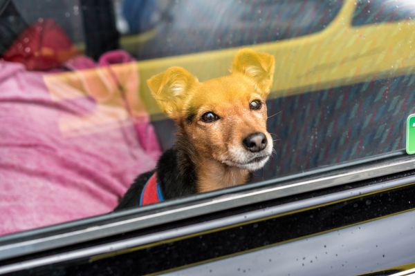 d�placements animal