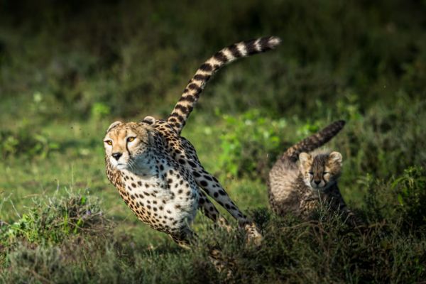 Les questions les plus insolites sur les animaux
