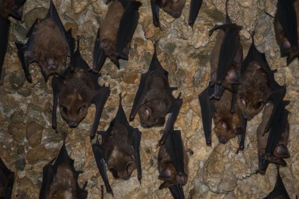 Quel est l'animal le plus rapide