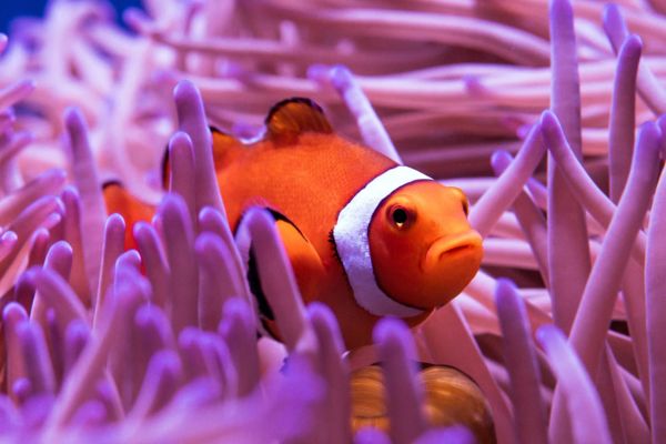 Quel animal peut changer de sexe