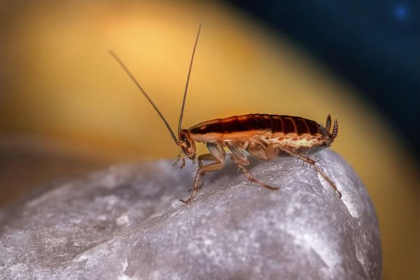 Quel animal peut survivre sans sa tête