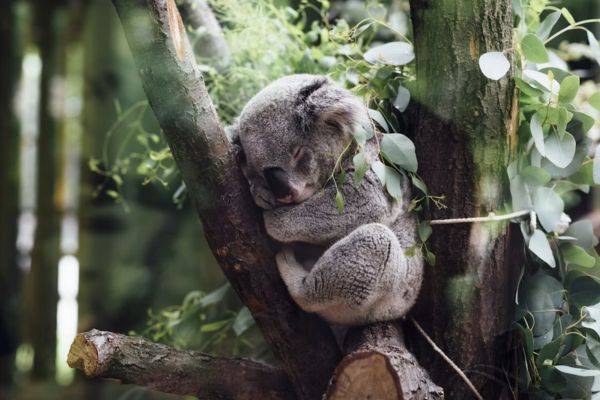 Quel animal dort le plus ?