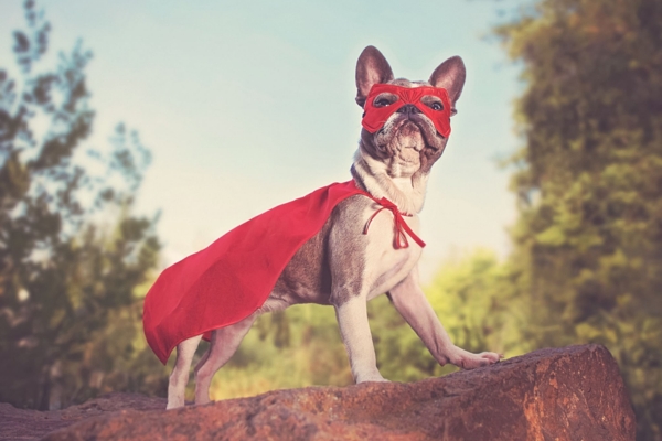 animaux super pouvoirs
