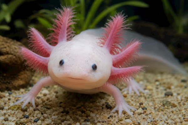 axolotl
